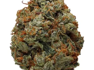 og kush strain, og kush og kush strain kush og strains strains of og kush kush og og kush strain indica strain og kush skywalker og kush strain is og kush sativa or indica og kush breath banana og kush strain fire og kush strain og kush breath strain og kush dispensary what strain is og kush lemon og kush strain og kush leafly ghost og kush strain og kush indica or sativa og kush sativa or indica pineapple og kush strain is og kush a sativa or indica is og kush indica or sativa leafly og kush og kush seeds sfv og kush fire og kush sativa or indica larry og kush strain og kush strain effects bubba kush og og kush sfv og kush autoflower og kush seedling og kush stiiizy auto og kush seeds bubba og kush lemon og kush mango og kush strain og bubba kush og kush near me platinum og kush tahoe og kush og kush effects og kush weed purple kush og san fernando og kush san fernando valley og kush what is og kush auto og kush